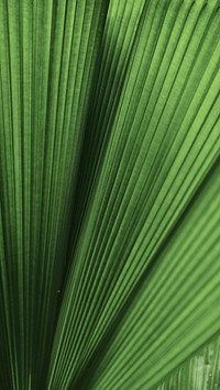 Ruffled leaf palm tree mobile phone background