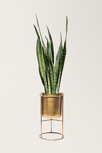 Snake plant mockup psd in a brass pot