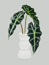 Alocasia polly mockup psd in a white vase