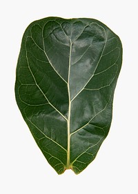 Fiddle leaf fig psd mockup