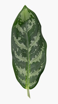 Calathea leaf psd plant mockup