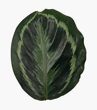 Calathea leaf psd plant mockup