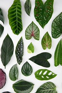 Green leaves flat lay background