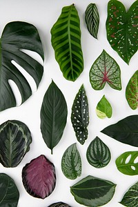 Green leaves flat lay background