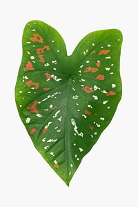 Caladium bicolor leaf psd