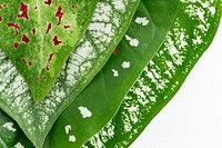 Nephthytis Plant leaf on white background