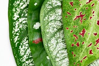 Nephthytis plant leaf on white background