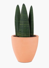 African spear psd plant mockup in a pot