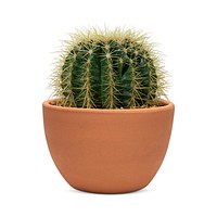 Barrel cactus mockup psd in a terracotta pot