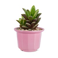 Succulent plant psd mockup in a cute pot