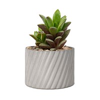 Succulent plant mockup psd in a small gray pot