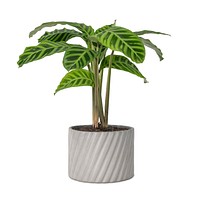 Dumb cane plant psd mockup in a gray pot