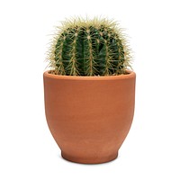 Barrel cactus mockup psd in a terracotta pot