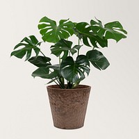 Monstera deliciosa plant mockup psd in a pot