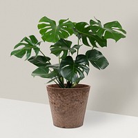 Monstera deliciosa plant mockup psd in a pot