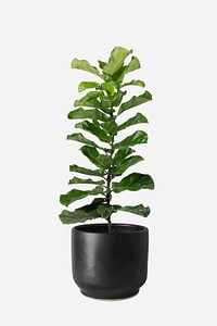 Fiddle leaf fig mockup psd plant in a pot