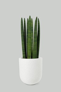 Cylindrical snake plant psd mockup in a white pot