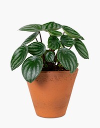 Houseplant psd mockup in a terracotta pot faux watermelon peperomia