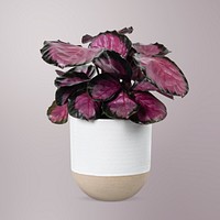 Pink plant psd mockup in a white pot