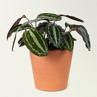 Houseplant psd mockup in a terracotta pot faux watermelon peperomia