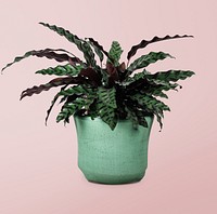 Calathea plant psd mockup in a pot