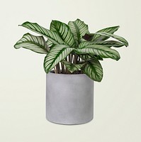 Calathea plant psd mockup in a gray pot