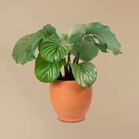 Calathea Orbifolia plant mockup psd in a terracotta pot home decor object