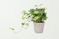 English ivy plant psd mockup in a gray pot