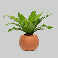 Plant in a terracotta pot birds nest fern plant