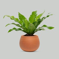 Plant mockup psd in a terracotta pot birds nest fern plant