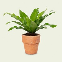 Birds nest fern plant mockup psd in a terracotta pot home decor object