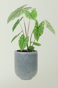 Caladium potted plant psd