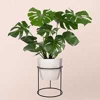 Monstera deliciosa plant mockup psd in a pot