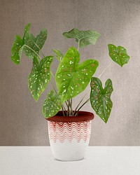 Caladium potted plant psd