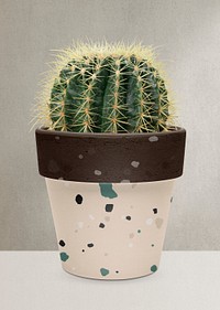 Golden barrel cactus psd mockup in a terrazzo pot