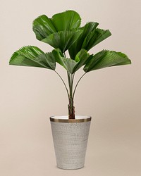 Ruffled leaf plant psd mockup in a gray pot