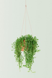 Angel vine psd mockup indoor hanging plant