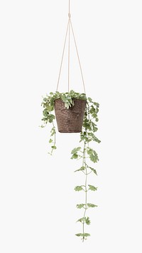 English ivy psd mockup indoor hanging plant