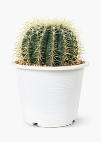 Golden barrel cactus psd mockup in a white pot