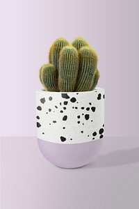 Sea sand cactus psd mockup in a pot