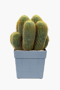 Sea sand cactus psd mockup in a pot