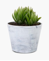 Succulent plant mockup psd in a small gray pot