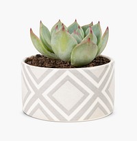 Succulent plant psd mockup in a cute pot