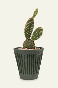 Bunny ears cactus mockup psd in a pot