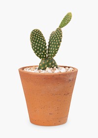Bunny ear cactus psd mockup in a terracotta pot