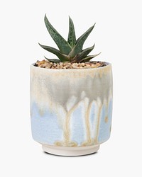 Aloe vera plant psd mockup in a cute pot