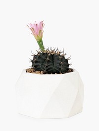 Echinopsis cactus plant psd mockup with pink flower