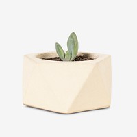 Succulent plant psd mockup in a cute pot