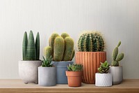 Mixed cacti psd plant mockup on a shelf