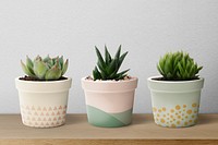 Small succulent plants psd mockup in pots